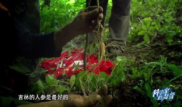 吉林人参为什么好