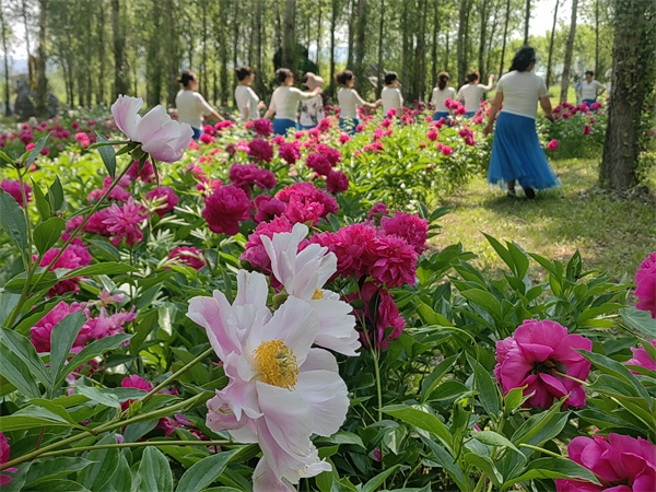 琵岩山4000平方米芍药花盛放