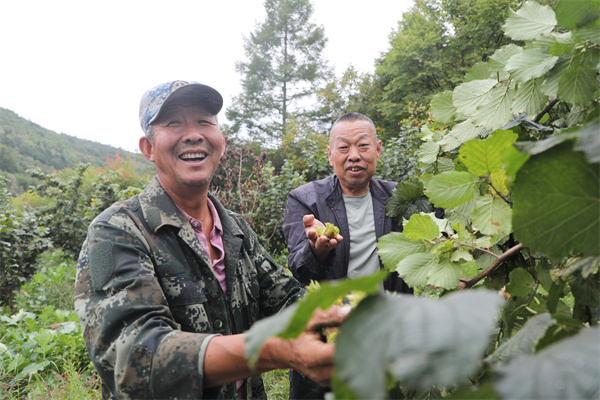 榛子迎丰收结出“致富果”