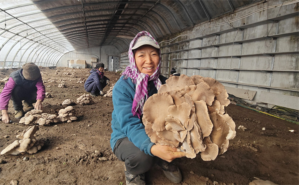 安图县大棚灵芝菇喜获丰收 