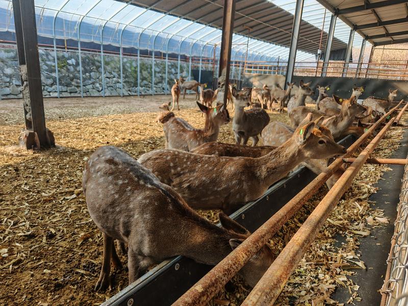 呦呦鹿鸣富乡邻——和龙市福洞镇特色养殖蹚出乡村振兴新“鹿”径