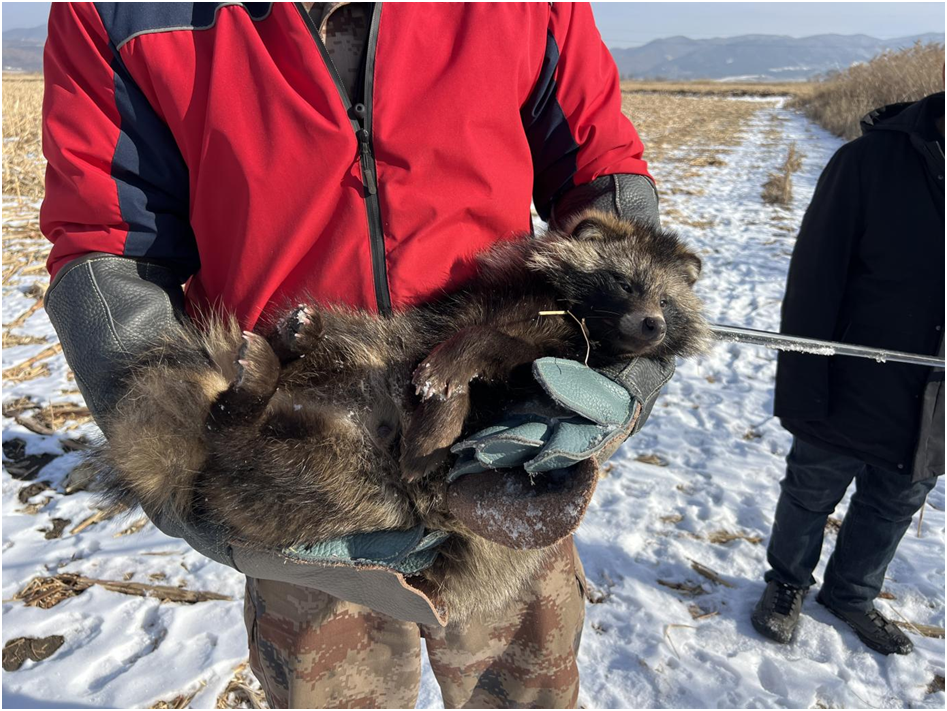 救助狗獾并放归自然