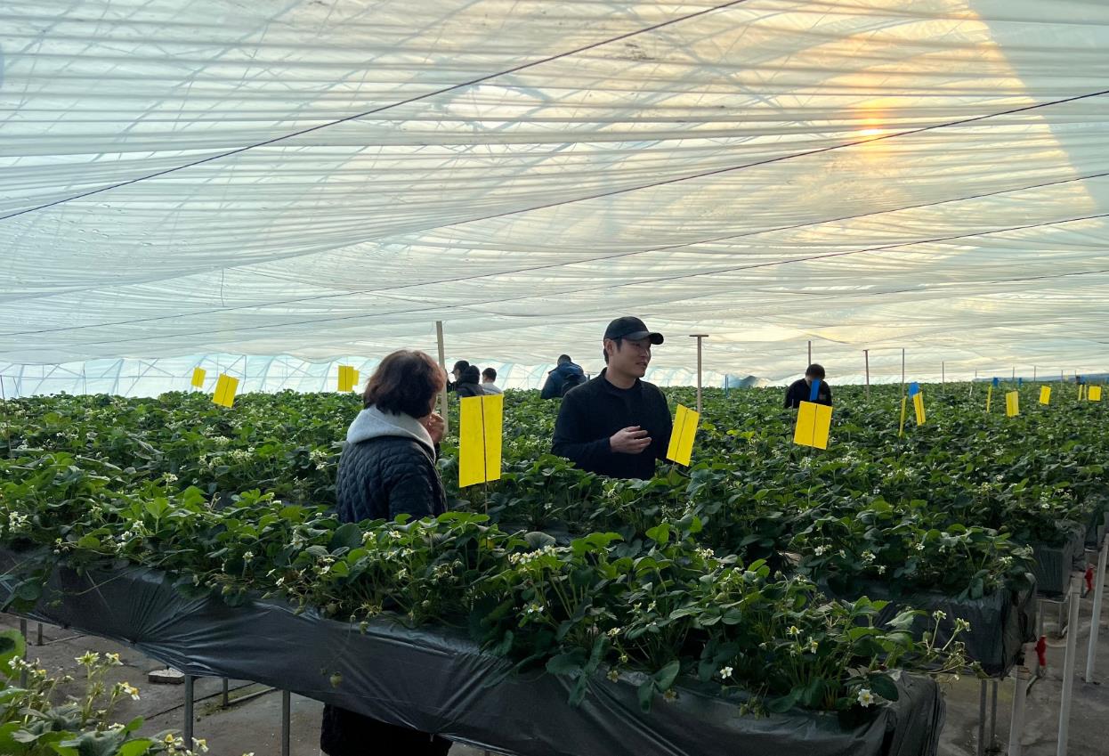 2026新春走基层｜延吉“延雪之恋”草莓走红