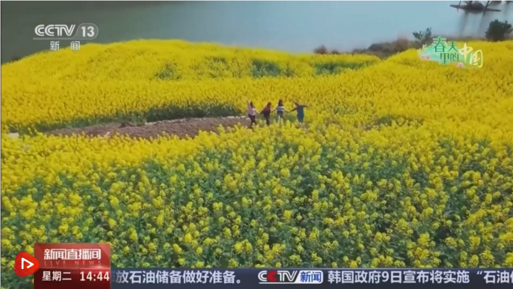 各地多彩春花“上线”激发文旅活力 “美丽经济”催热春日消费