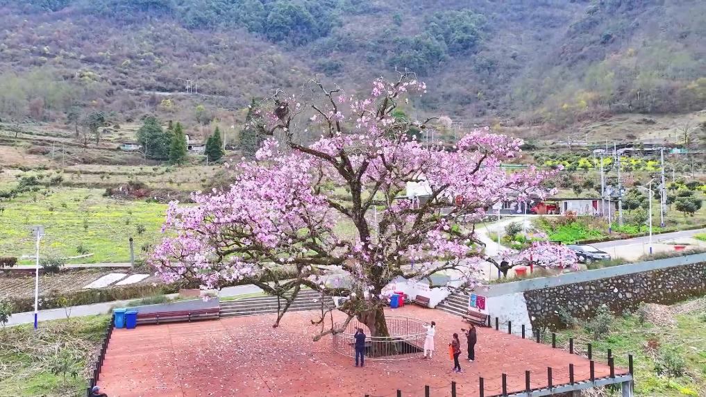 新华视点｜春日盛景赋能“花经济” 文旅融合焕发新活力