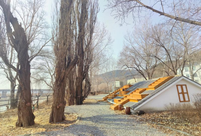 龙井市三合镇深入贯彻生态可持续发展理念，让古树见证绿色蝶变——守的是树，更是根