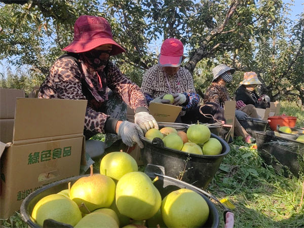 梨香满园迎丰收 产销两旺促增收